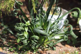 À la recherche d’une plante unique ? Le Curly Frizzle Sizzle est fait pour vous !