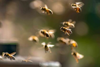 Comment éloigner les abeilles à l’extérieur : 6 méthodes sans les nuire