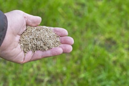 Comment sursemencer une pelouse en 5 étapes pour une meilleure herbe la saison suivante