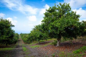 Comment cultiver et entretenir des noyers macadamia