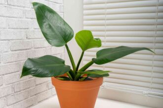 Comment cultiver et entretenir le Philodendron ‘Imperial Green’