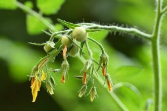 22 Maladies de la Tomate : Identification, Traitement et Prévention