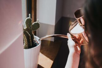 Comment sauver un cactus trop arrosé