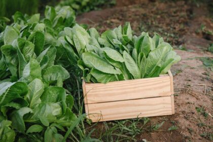 Comment récolter la laitue romaine tout en préservant la santé de la plante