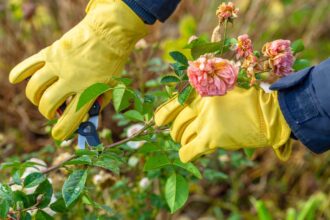 S’occuper des roses en été : Comment tailler, élaguer et arroser