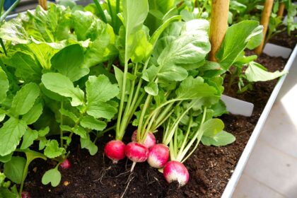 15 Plantes compagnes à connaître avant de planter des radis