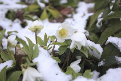 24 Plantes d’Hiver Résistantes à Cultiver Dès Maintenant qui Fleurissent Même par Temps Froid