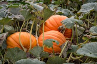 Guide du jardinier sur les vignes de courge : taille, soutien, entretien