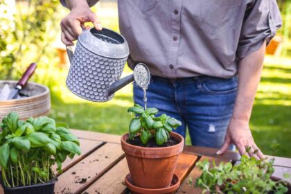 Comment multiplier le basilic pour profiter d’une réserve fraîche d’herbes toute l’année