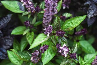 Comment cultiver le basilic à la cannelle pour un jardin d’herbes aromatiques original