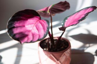 Comment faire pousser facilement une Calathea Roseopicta chez vous pour des feuilles époustouflantes