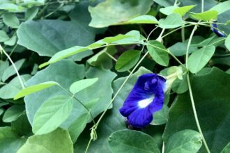 Comment cultiver et entretenir la plante de pois papillon