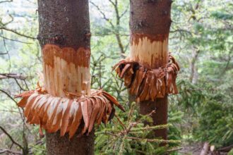 Comment Abattre un Arbre : 7 Méthodes Différentes
