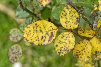 Pourquoi les feuilles de mes rosiers jaunissent-elles ? 8 raisons et comment remédier à chaque problème.