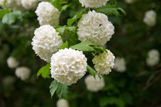 21 Variétés d’Hortensias Blancs pour Votre Jardin