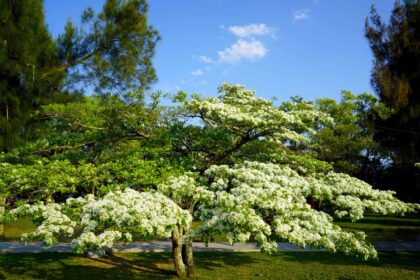 Arbre à franges chinois : Guide d’entretien et d’identification