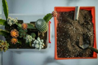 Comment propaguer un cactus et enrichir votre collection de plantes sans débourser un centime.