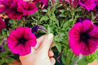 Comment pincer les pétunias pour les faire fleurir tout au long de la saison