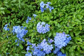 Comment cultiver le Plumbago du Cap (Plumbago Auriculata) comme un expert