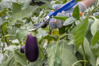 C’est le moment idéal pour récolter les aubergines : 4 signes qu’elles sont prêtes à être cueillies.