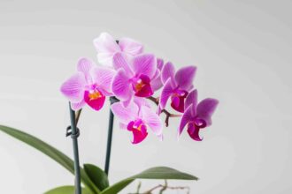 Durée de vie des orchidées : Comment maximiser leur longévité