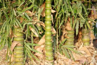 Comment cultiver et entretenir le bambou à ventre de bouddha