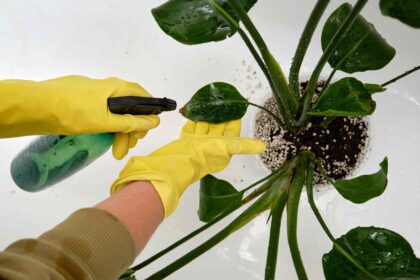 Un peu d’eau savonneuse tue-t-elle les ravageurs ou ne fait-elle que nuire à vos plantes ? Ce que disent les jardiniers.