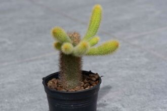 Comment cultiver et entretenir la plante Queue de Singe (Cleistocactus Colademononis)