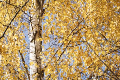 Comment entretenir les bouleaux gris comme un professionnel