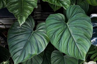 Philodendron Plowmanii : Comment cultiver cette plante grande, majestueuse et rare