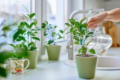 5 choses dont les plantes ont besoin pour grandir (et leur rôle)