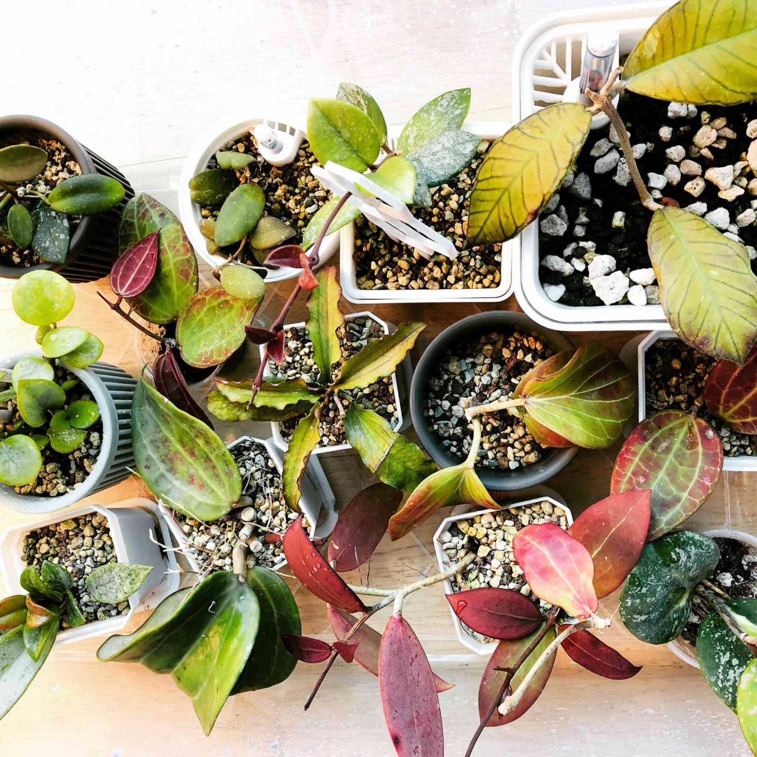 30 Variétés de Hoya à Cultiver chez Soi