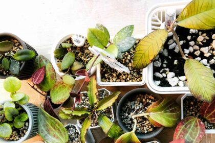 30 Variétés de Hoya à Cultiver chez Soi