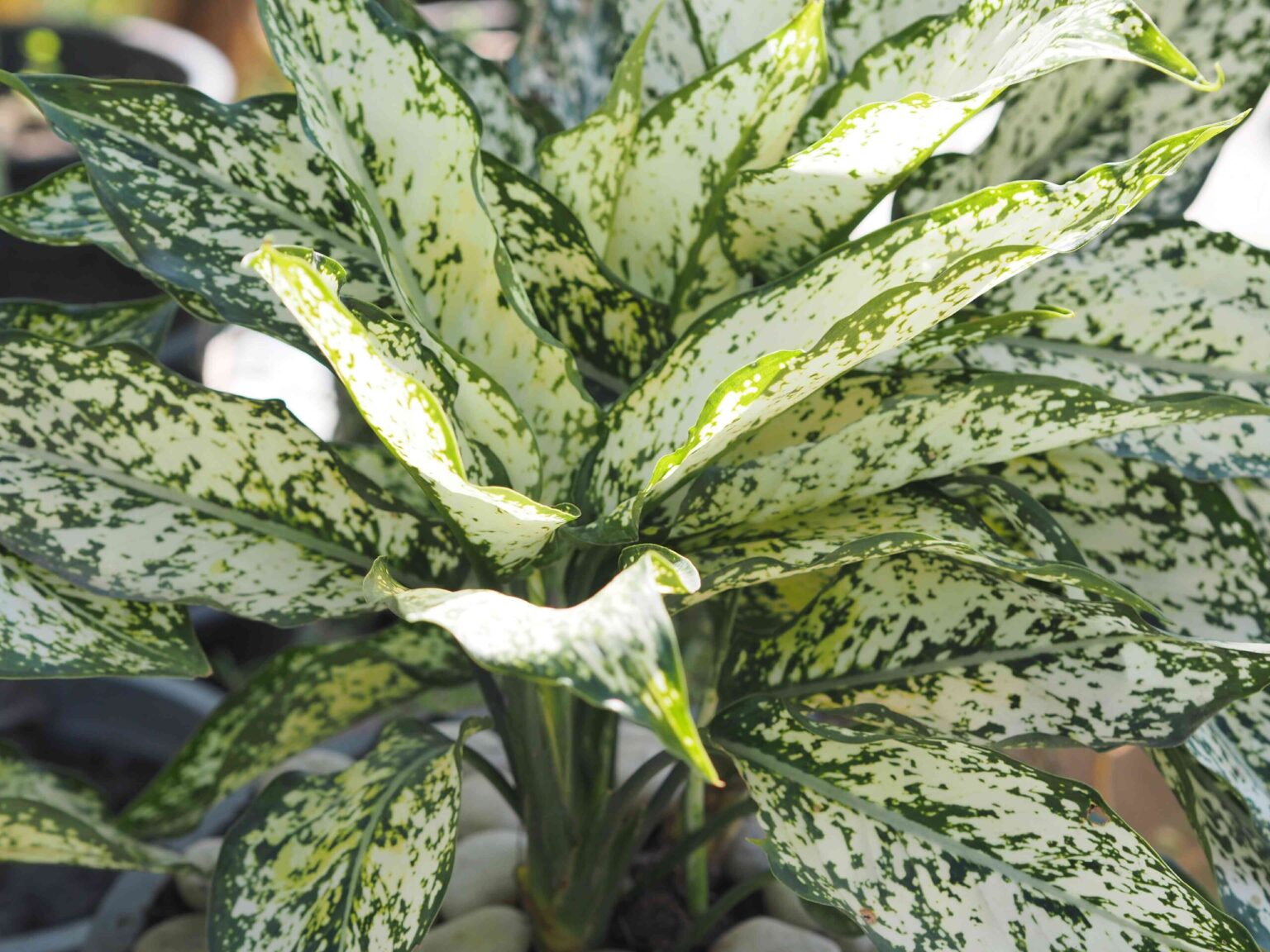 Propagation de la Dieffenbachia : 3 méthodes efficaces qui fonctionnent réellement