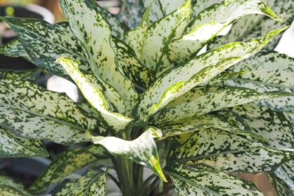 Propagation de la Dieffenbachia : 3 méthodes efficaces qui fonctionnent réellement