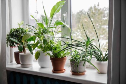 9 Plantes d’intérieur sous-estimées que les experts en jardinage continueront toujours d’acheter