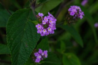 La Lantana rampante vous offrira de magnifiques fleurs toute l’année – Comment la cultiver