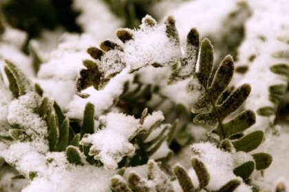 Les fougères nécessitent des soins particuliers en hiver : Que faire dès maintenant pour des frondes épanouies ?