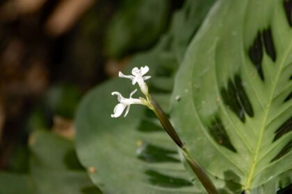 Si votre plante de prière fleurit, est-ce un mauvais signe ? Ce qu’en dit un expert en plantes d’intérieur.