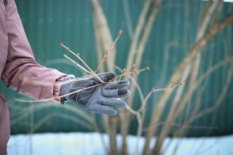 Laissez tomber les sécateurs ! 15 plantes à ne jamais tailler en hiver, selon les jardiniers.