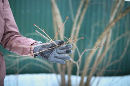 Laissez tomber les sécateurs ! 15 plantes à ne jamais tailler en hiver, selon les jardiniers.