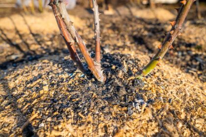 You Should Mulch Your Roses Now to Guarantee Gorgeous Spring Blooms — Here's How