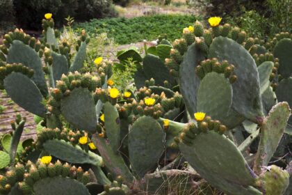 Les cactus nécessitent des soins particuliers en hiver : comment s’assurer qu’ils prospèrent.