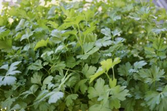 15 Plantes Compagnes du Persil pour un Jardin Plus Sain et Plus Florissant