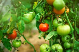 Pourquoi mes tomates ne deviennent-elles pas rouges ? 7 raisons possibles