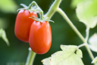 20 Variétés de Tomates Déterminées à Cultiver dans Votre Jardin