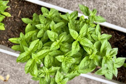 Les 12 meilleures plantes compagnes pour l’aneth, du brocoli au basilic.