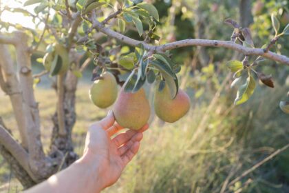 5 Signes que vos poires sont prêtes à être récoltées, selon les experts en jardinage