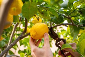 C’est le moment idéal pour tailler vos agrumes afin d’obtenir encore plus de fruits—voici comment faire.