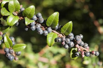 Les buissons de myrtilles produisent des baies acides comestibles à la fin de l’été : comment les cultiver.